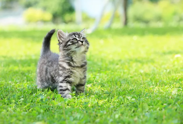 Lire la suite à propos de l’article Campagne de stérilisation, d’identification des chats errants