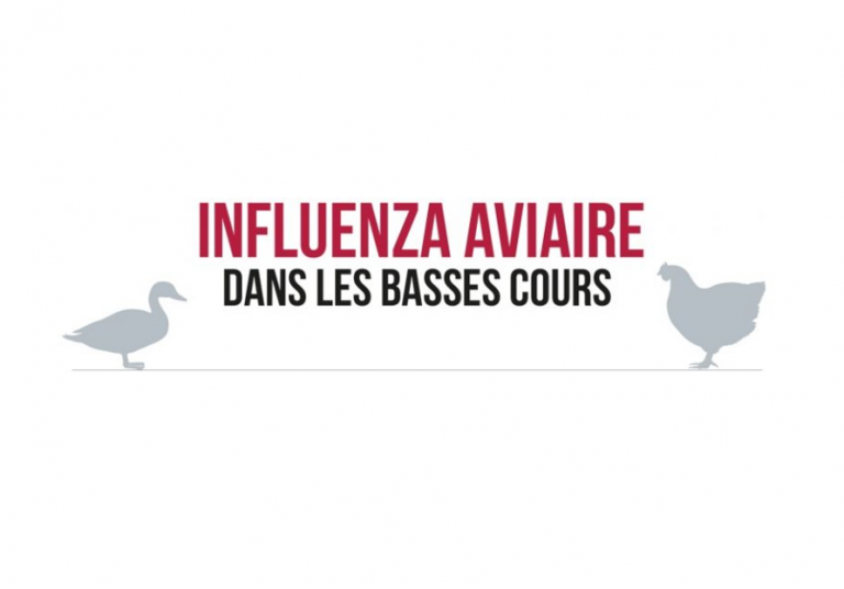 Lire la suite à propos de l’article Influenza aviaire – recommandations