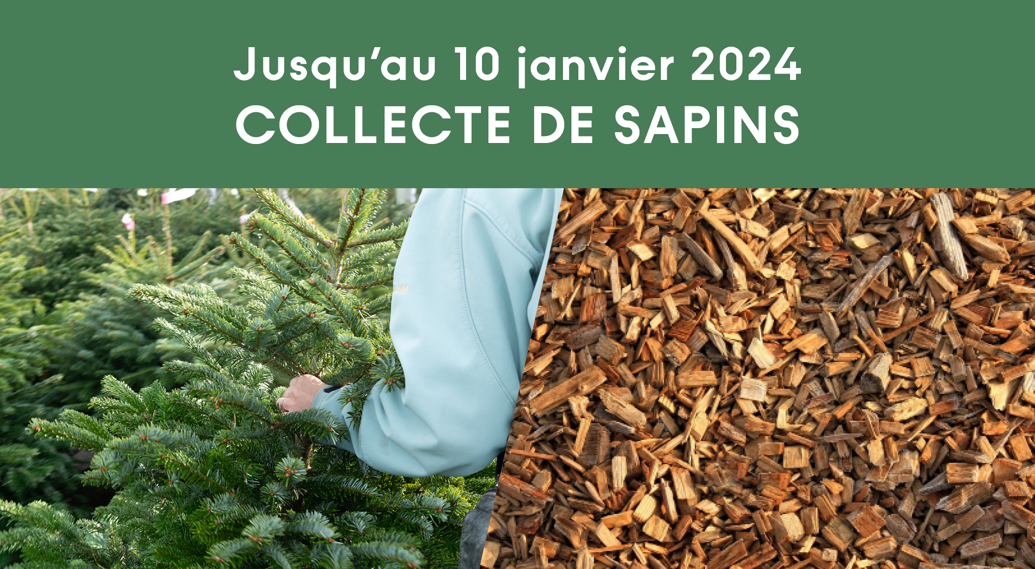 You are currently viewing Collecte de sapins